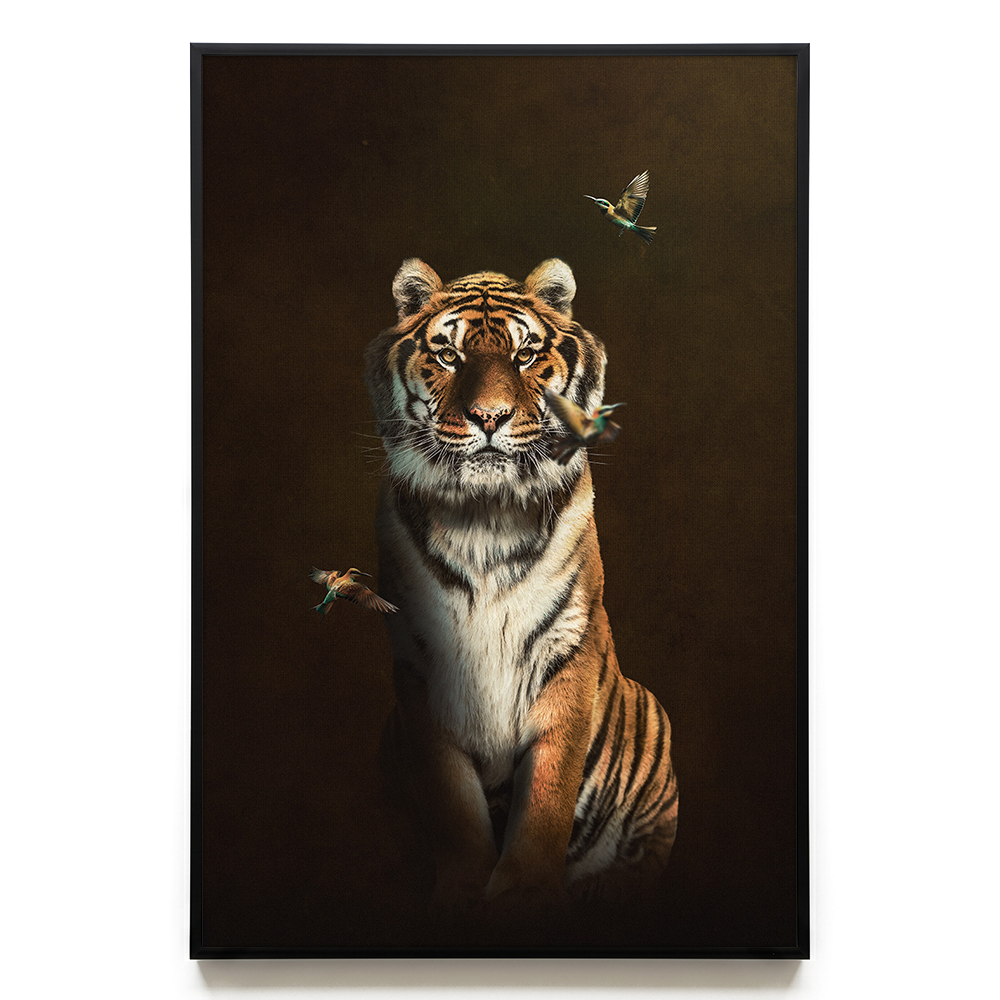 Tiger with Bee-eaters EU