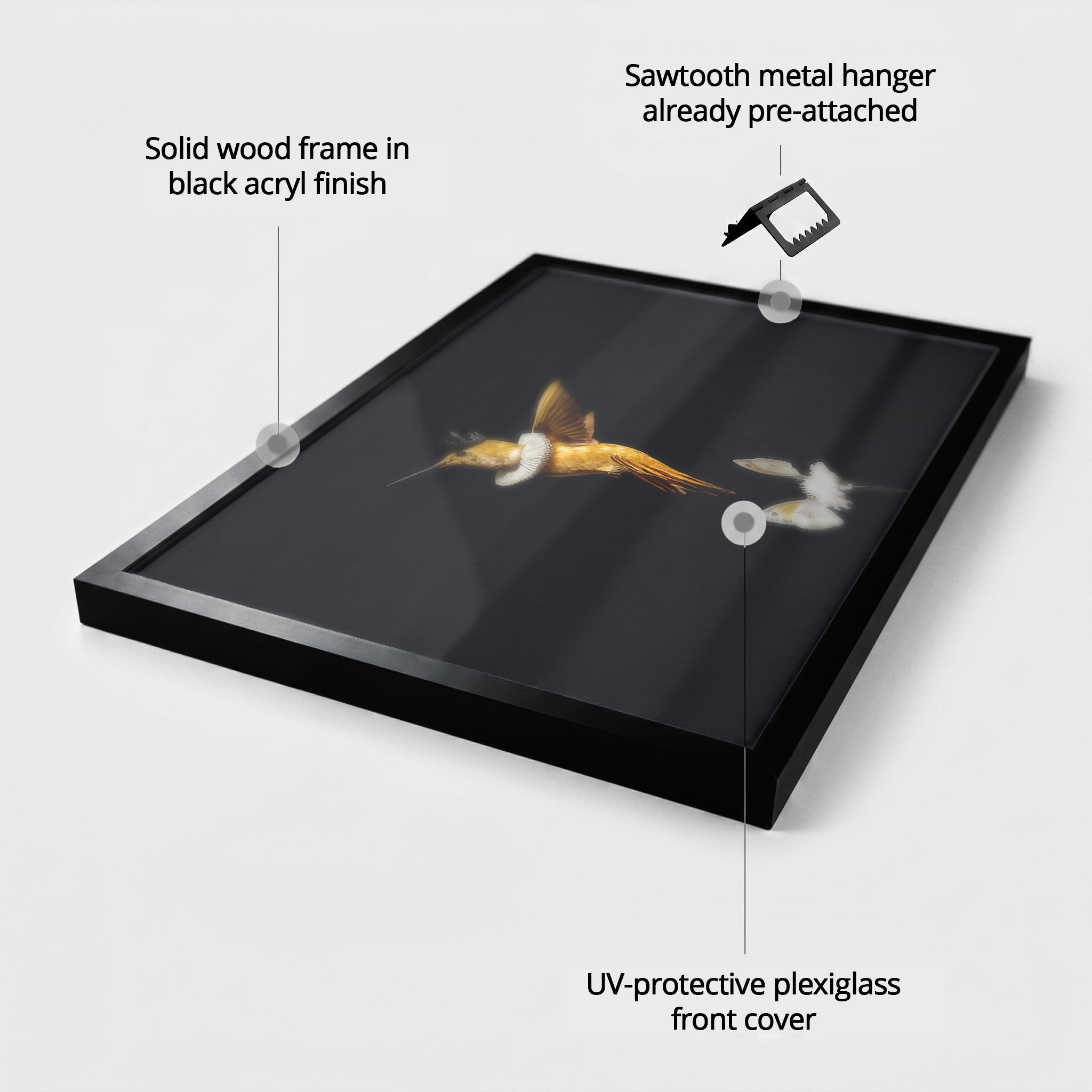 Royal Hummingbird LS EU