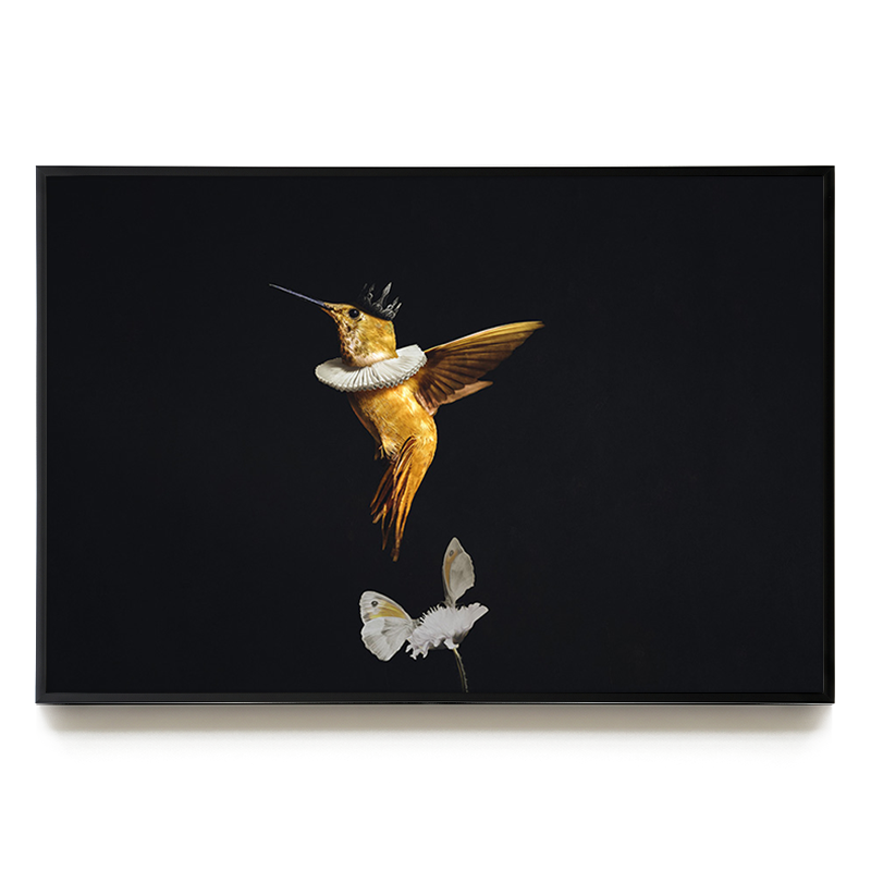 Royal Hummingbird LS EU