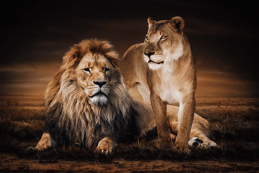 Dierenfamilies PosterJunkie