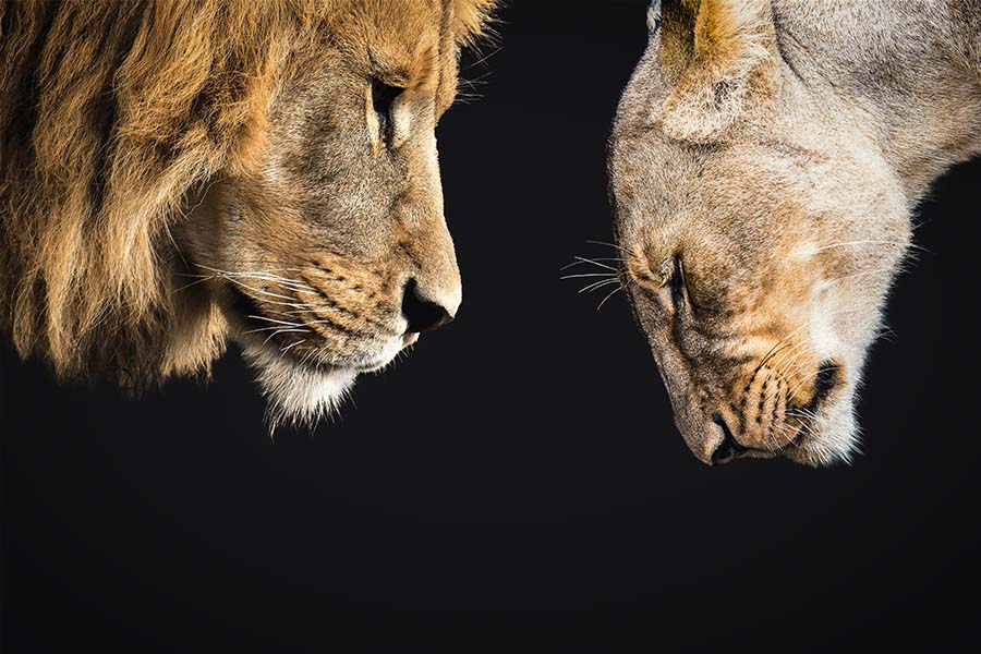 Dierenfamilies PosterJunkie